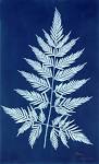 Anna Atkins | Art Blart