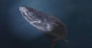 Image result for Somniosus pacificus