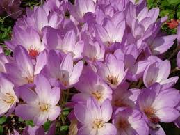 Attēlu rezultāti vaicājumam “Colchicum autumnale”