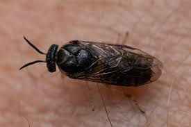 Attēlu rezultāti vaicājumam “Gilpinia”