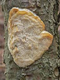 Attēlu rezultāti vaicājumam “Diplomitoporus flavescens”