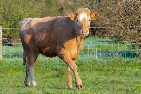 Attēlu rezultāti vaicājumam “Bos primigenius taurus”