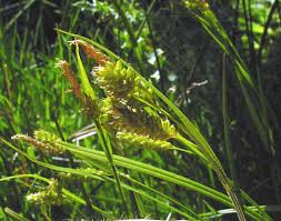 Attēlu rezultāti vaicājumam “Carex pallescens”