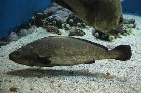 Image result for Argyrosomus coronus