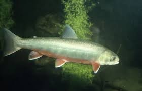 Image result for Salvelinus alpinus