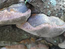 Attēlu rezultāti vaicājumam “Phellinus pomaceus”