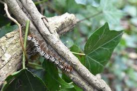 Attēlu rezultāti vaicājumam “Lasiocampa quercus larva”