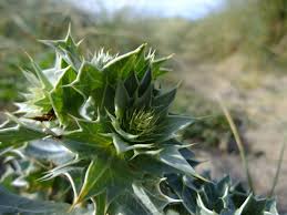 Attēlu rezultāti vaicājumam “Eryngium maritimum bud”