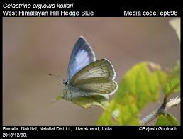 Attēlu rezultāti vaicājumam “Celastrina argiolus female”