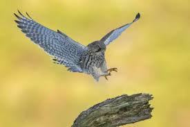 Attēlu rezultāti vaicājumam “Falco tinnunculus”