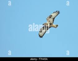 Attēlu rezultāti vaicājumam “Buteo lagopus adult”