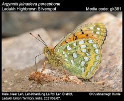 Attēlu rezultāti vaicājumam “Argynnis aglaja upperside”