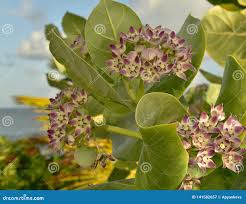 Attēlu rezultāti vaicājumam “Asclepiadaceae”