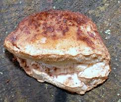 Attēlu rezultāti vaicājumam “Postia leucomallella”