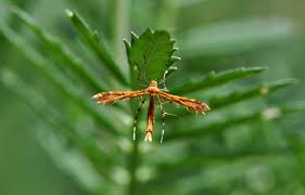 Attēlu rezultāti vaicājumam “Trichia longipalpis macro”