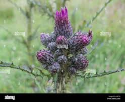 Attēlu rezultāti vaicājumam “Cirsium palustre flower”