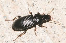 Attēlu rezultāti vaicājumam “Pterostichus sp.”