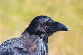 Attēlu rezultāti vaicājumam “Corvus cornix juvenile”