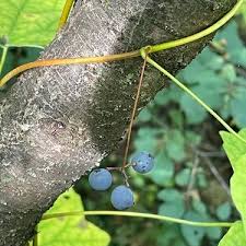 Attēlu rezultāti vaicājumam “Menispermum dauricum fruit”