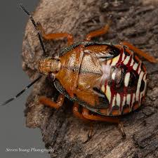 Attēlu rezultāti vaicājumam “Macrosteles sp. nymph”