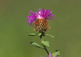 Attēlu rezultāti vaicājumam “Centaurea phrygia bud”