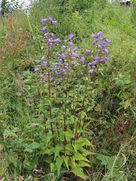 Image result for Campanula trachelium