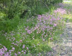Attēlu rezultāti vaicājumam “Lychnis flos-cuculi fruit”