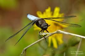 Attēlu rezultāti vaicājumam “Libellula depressa male”