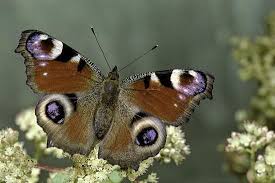 Attēlu rezultāti vaicājumam “Inachis io”