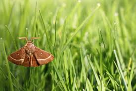Attēlu rezultāti vaicājumam “Hadula trifolii larva”