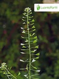 Attēlu rezultāti vaicājumam “Capsella bursa-pastoris flower”