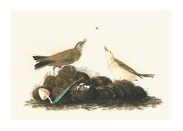 Image result for Anthus spinoletta