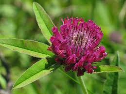 Attēlu rezultāti vaicājumam “Trifolium alpestre”