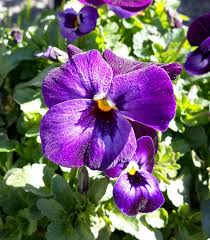 Image result for Viola cornuta
