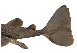 Image result for Tetronarce nobiliana