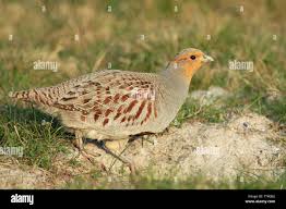 Attēlu rezultāti vaicājumam “Perdix perdix”