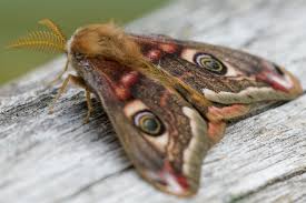 Attēlu rezultāti vaicājumam “Saturnia pavonia female”
