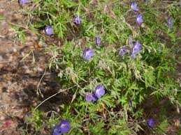Attēlu rezultāti vaicājumam “Geranium bohemicum bud”