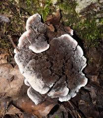 Attēlu rezultāti vaicājumam “Phellodon melaleucus”