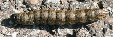 Attēlu rezultāti vaicājumam “Cucullia umbratica”