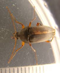 Attēlu rezultāti vaicājumam “Alleculidae”