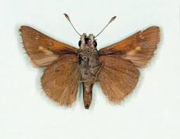 Attēlu rezultāti vaicājumam “Hesperia comma underside”