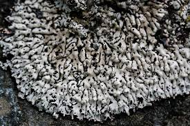 Attēlu rezultāti vaicājumam “Menegazzia terebrata”