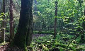 Image result for Robur Duo