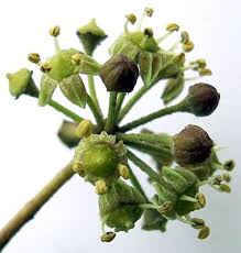 Attēlu rezultāti vaicājumam “Hedera helix  flower”