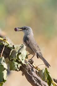 Image result for Sylvia hortensis