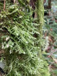 Attēlu rezultāti vaicājumam “Neckera complanata”