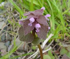Attēlu rezultāti vaicājumam “Lamium purpureum flower”