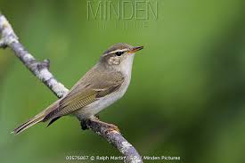 Image result for Phylloscopus borealis