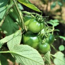 Afbeeldingsresultaat voor bloody butcher tomato